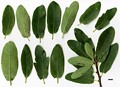 SpeciesSub: Heterophylla Group 'Salicifolia' SpeciesSub: Heterophylla Group 'Salicifolia'